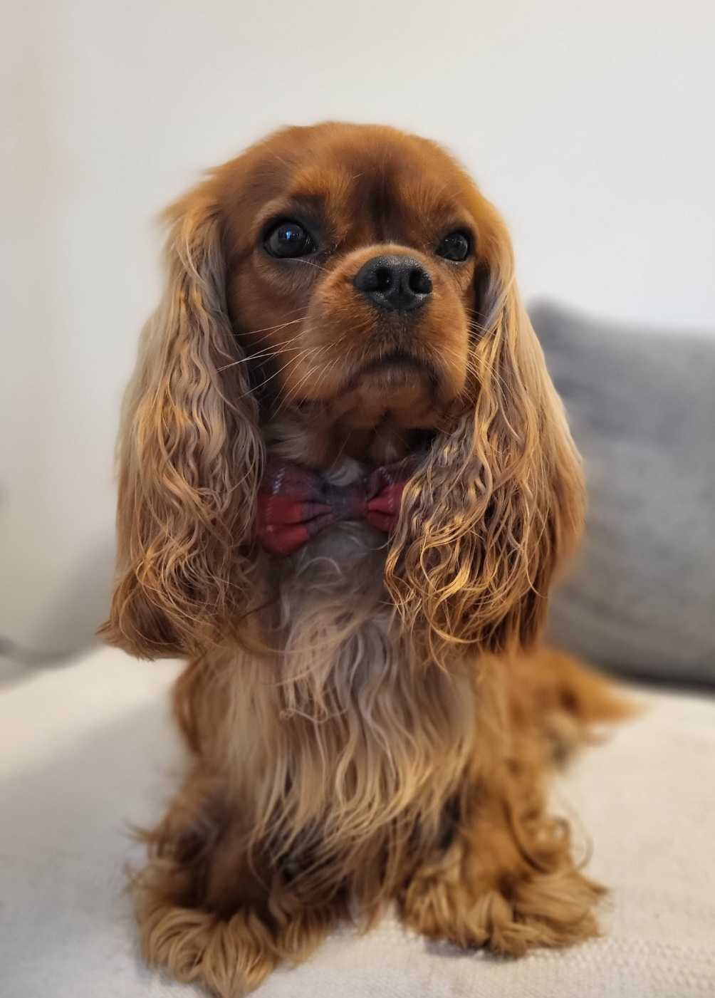 king charles spaniel ruby puppy